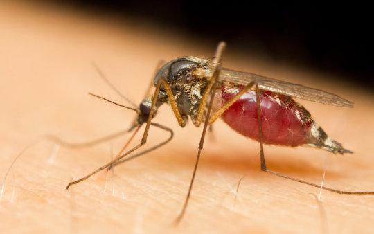 Neden bazı insanlar sivrisinek mıknatısıdır?