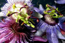 Çarkıfelek Çiçeği Sağlığa yararlı mı?