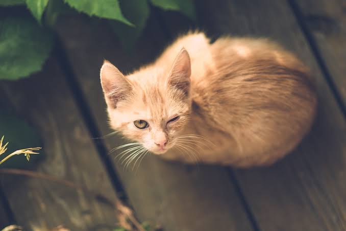 Kedi Gözü Hastalığı Nedir? Belirtileri ve Tedavisi