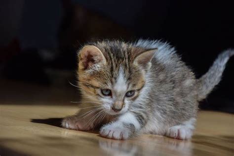 Yavru Kedi Eğitimi İçin İpuçları