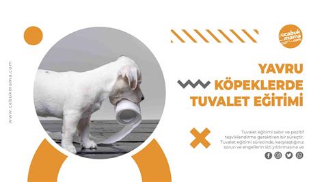 Yavru Köpek Eğitimi: Tuvalet Alışkanlığı Oluşturma