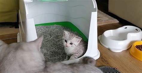 Kedi Eğitiminde Taşınabilir Tuvalet Eğitimi